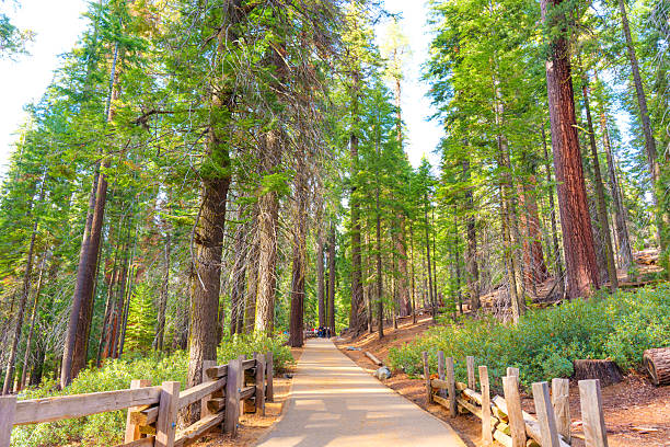 Sequoia National Park, California - November 30, 2024: Scenic pathway lined with towering sequoia trees in Sequoia National Park, California, showcasing the vibrant green foliage and natural beauty.