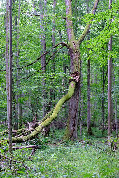 istock Late summer rich deciduous stand with old trees and lush foliage 2212196474