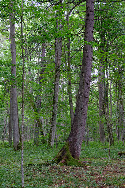 istock Late summer rich deciduous stand with old trees and lush foliage 2212196534