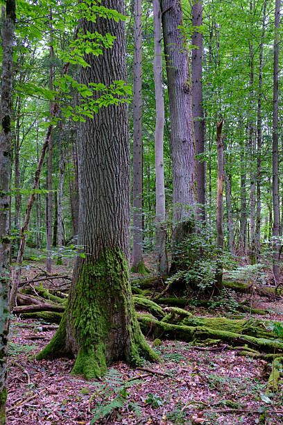 istock Late summer rich deciduous stand with old trees and lush foliage 2212196927