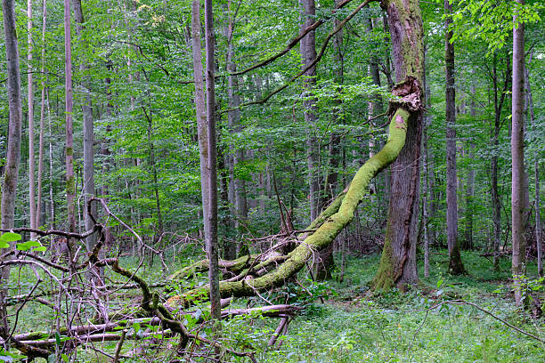 Late summer rich deciduous stand with old trees and lush foliage, Bialowieza Forest, Poland, Europe