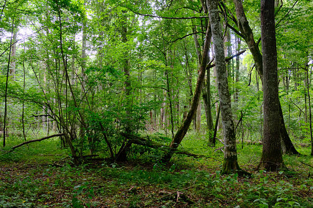 istock Late summer rich deciduous stand with old trees and lush foliage 2212197012