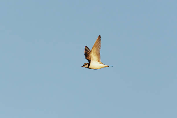 istock Little ringed plover (Charadrius dubius) flying in the sky in spring. 2212198575