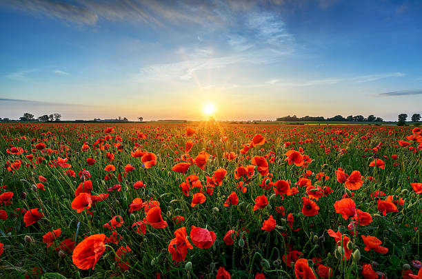 istock Beautiful summer sunset over poppy field 2212198807