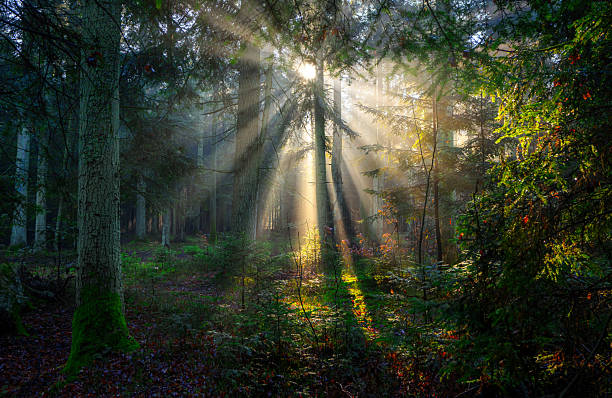 istock Misty morning in the green forest 2212198808