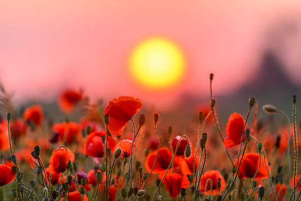 istock Red poppy flowers against sunset sky 2212198923