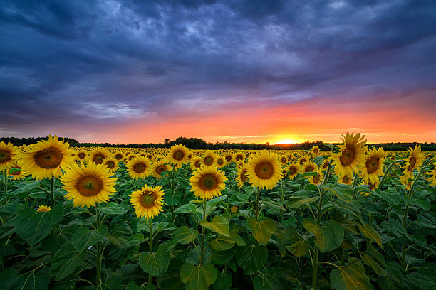 istock Beautiful sunset over sunflowers field 2212198940