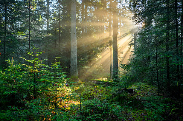 istock Beautiful sunny morning in green forest 2212199043