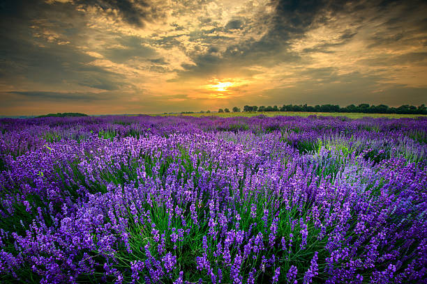istock Beautiful summer sunset over lavender field 2212199080