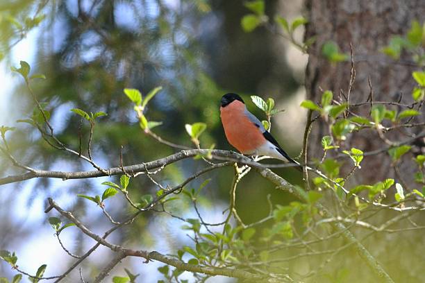 istock Eurasian bullfinch / Pyrrhula pyrrhula 2212199130