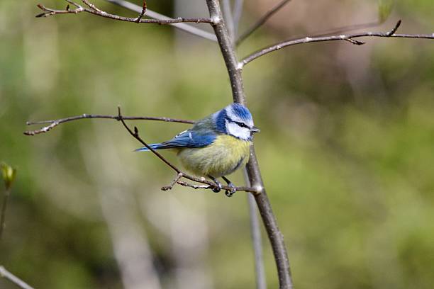 istock Eurasian blue tit / Cyanistes caeruleus 2212199167