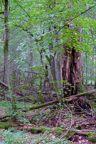 istock Late summer rich deciduous stand with old trees and lush foliage 2212199385