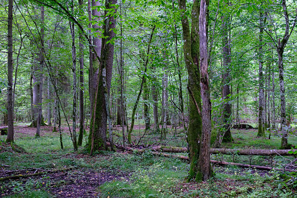 istock Late summer rich deciduous stand with old trees and lush foliage 2212199401