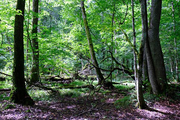 istock Late summer rich deciduous stand with old trees and lush foliage 2212199549