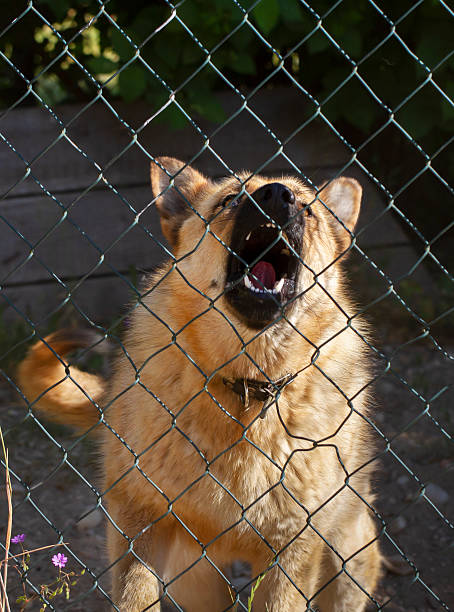 istock Red dog in the aviary. 2212199668