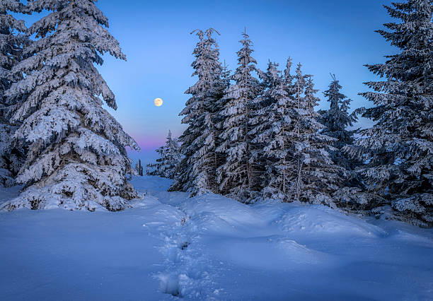 istock Beautiful winter landscape with frozen trees and moon 2212200000