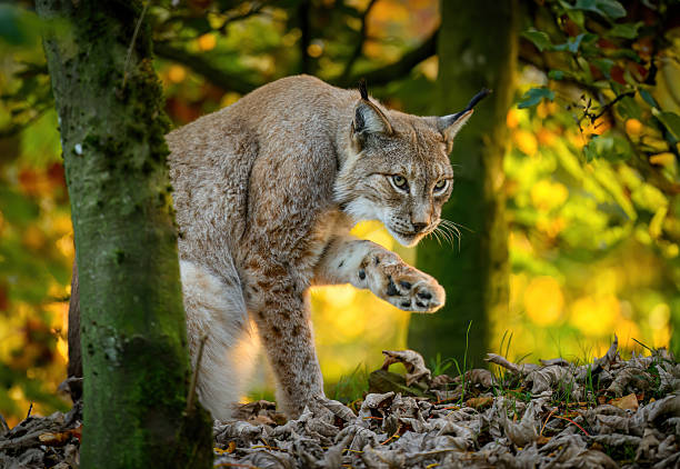 Eurasian lynx ( Lynx lynx ) close up