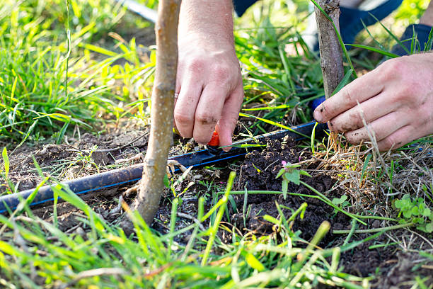 istock A man installs a drip irrigation system in a garden, adjusting drip nozzles on a HDPE pipe with a dripping stream of water 2212201034