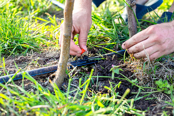 istock A man installs a drip irrigation system in a garden, adjusting drip nozzles on a HDPE pipe with a dripping stream of water 2212201048