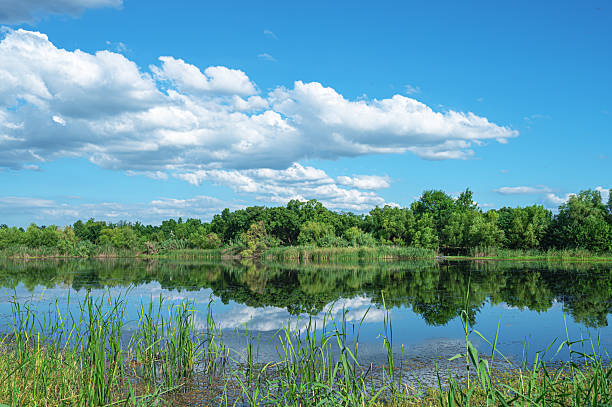 istock Wetland riverbank and sunny blue sky copy space scene 2212201173