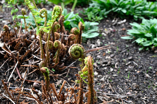 istock Different Plants in Hamburg City Park 2212202535
