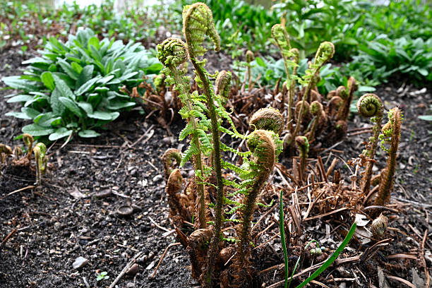istock Different Plants in Hamburg City Park 2212202537
