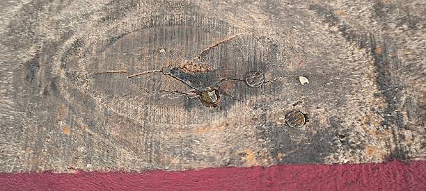 istock Old wooden texture for background that has natural cracks. 2212202643