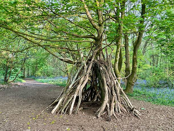 istock Tree Fort In Bluebell Wood, Northamptonshire, England 2212202655