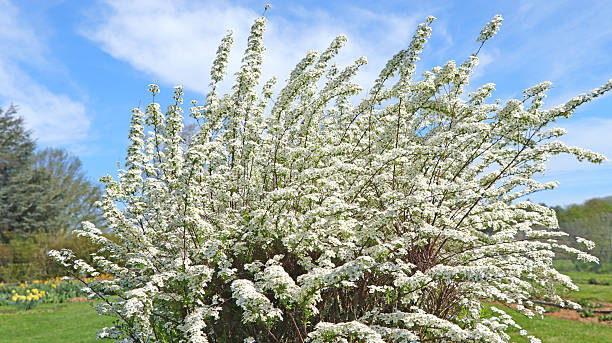 Blooming bush of spirea.