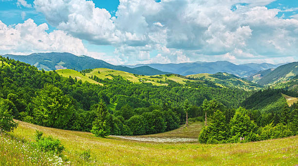 Lush Green Hills and Forests in the Carpathian Mountains