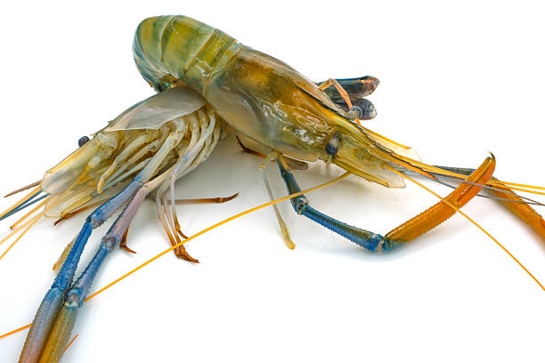 istock Fresh river prawns isolated on white background. Big freshwater prawns. River prawns for cooking. 2212205177