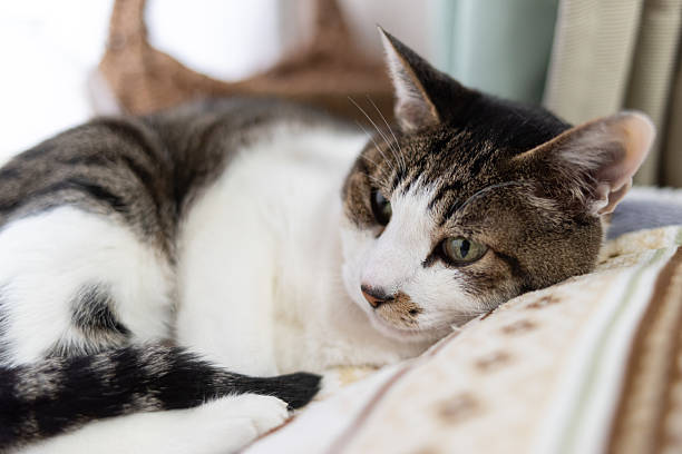 istock Cute cat relaxing by the window 2212206848