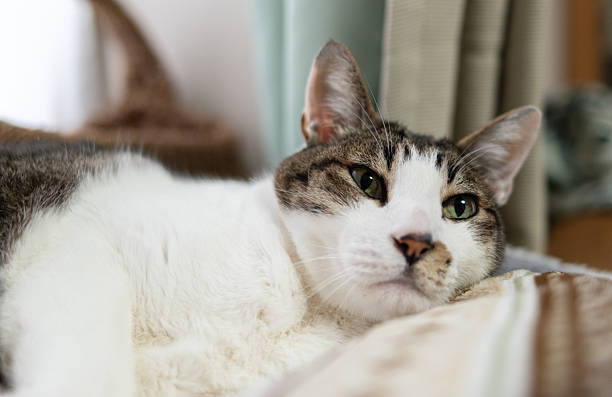 Cute cat relaxing by the window