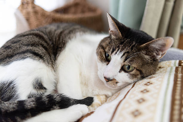 istock Cute cat relaxing by the window 2212206892