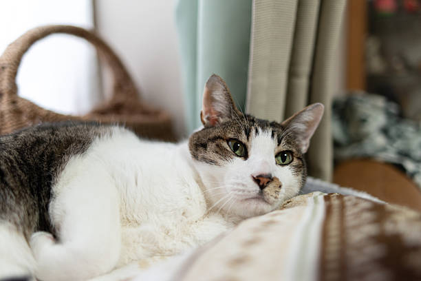 istock Cute cat relaxing by the window 2212206903
