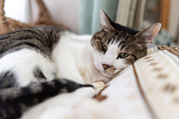 istock Cute cat relaxing by the window 2212206942
