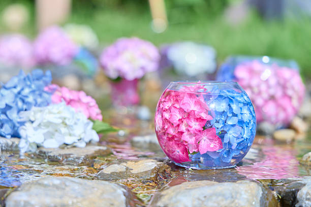 Vivid hydrangeas floating in clear glass bowls, set in a small stream, create a refreshing and soothing scene. Bathed in the gentle light of early summer, this image captures the colorful essence of the Japanese season. Perfect for themes related to gardens, shrines, relaxation, or seasonal beauty.