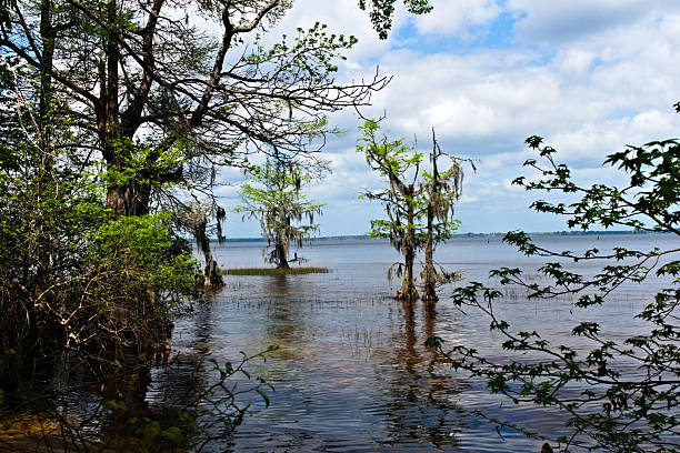 istock Cypress Trees in Lake Waccamaw 2212207605