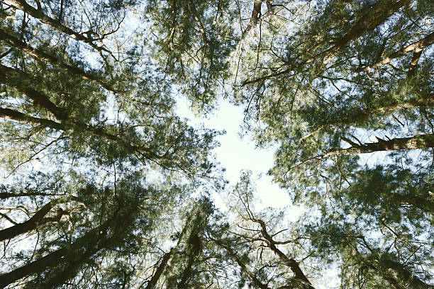 Upward view of pine trees canopy