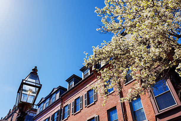 Boston, Massachusetts, USA - April 23, 2025: Springtime tree flower blossoms and an old fashioned gas street light in Beacon Hill. Beacon Hill is a historic neighborhood in Boston, Massachusetts, and the hill upon which the Massachusetts State House resides. Federal-style rowhouses, narrow gas lit streets and brick sidewalks adorn the neighborhood, which is regarded as one of the more desirable and expensive in Boston.