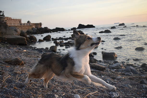 A lively dog runs along a rocky beach at sunset, full of energy and happiness. The soft light of the evening and the calm sea in the background create a perfect setting of freedom and pure joy