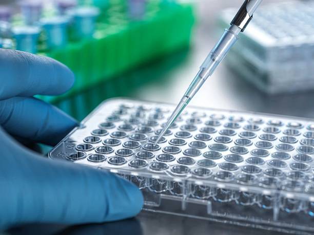 istock A gloved hand uses a pipette to fill a well plate in a sterile laboratory setting. 2212208608