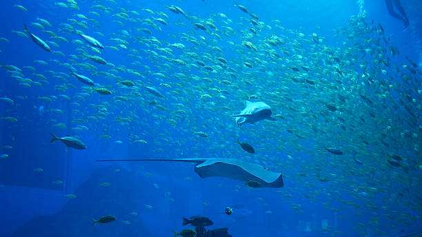 istock Manta ray and sea fish school in water 2212208873