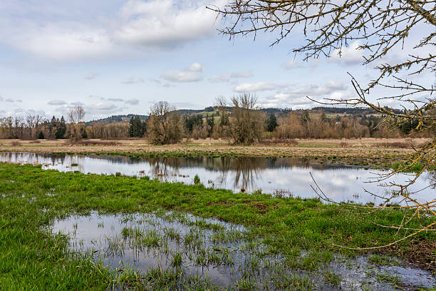 istock Meadow flooded during the flood period 2212209866