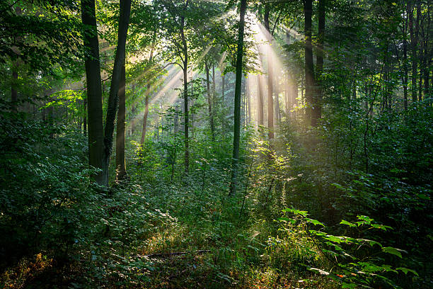 istock Beautiful sunny morning in green forest 2212210277