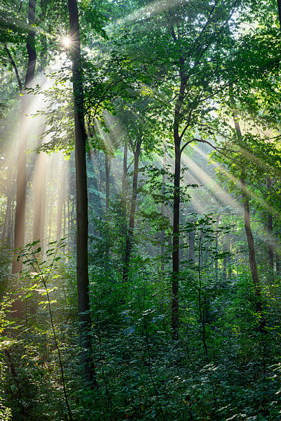 istock Beautiful sunny morning in green forest 2212210278