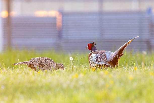 A male and female pheasant (Phasianus colchicus) walk together through grassland, showcasing their contrasting plumage in a natural setting.