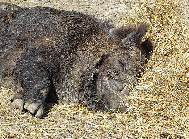 A wild boar sleeps on a sunny spring day