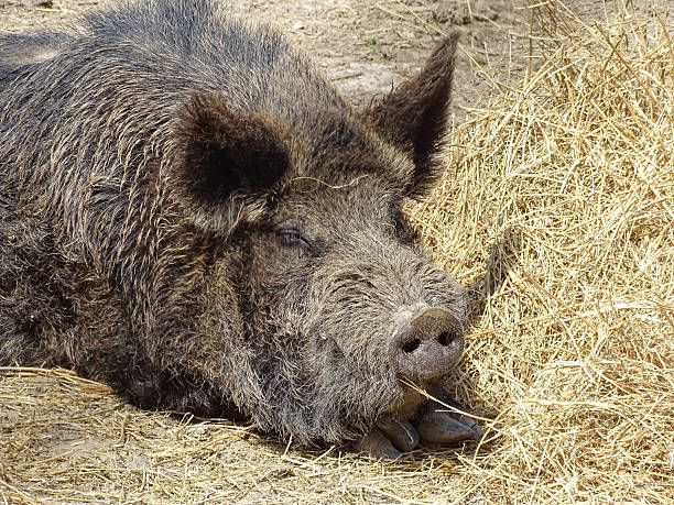 A wild boar in Romania