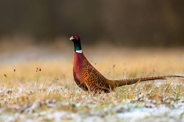 istock Ringneck Pheasant (Phasianus colchicus) male close up 2212211087